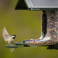 FeatherSnap Scout Bird Feeder and Camera by Tactacam - Image 3