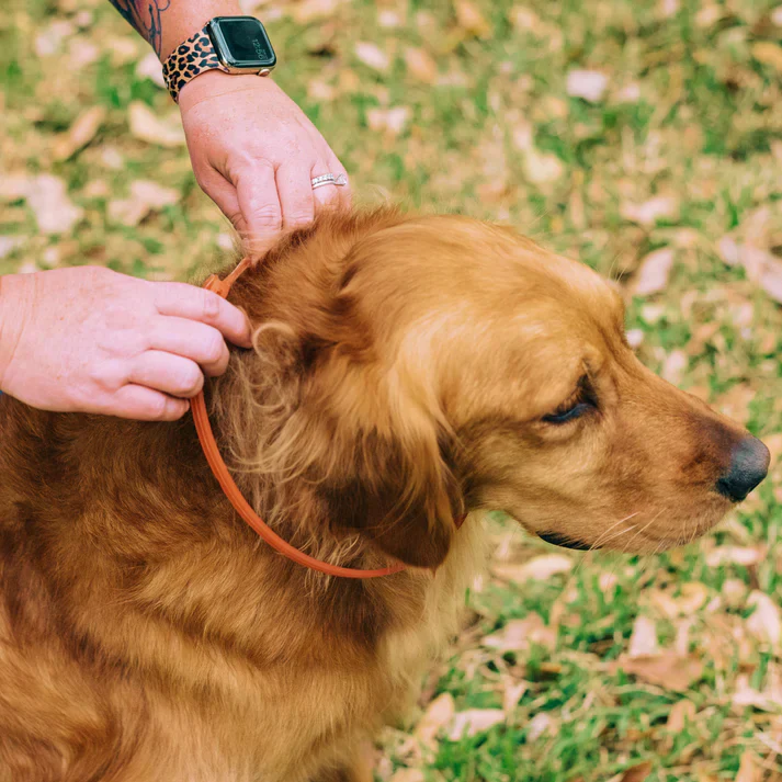 Flea & Tick Collar For Dogs | Peppermint - Image 3