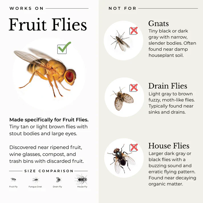 Fruit Fly Trap For Home + Kitchen - Image 3