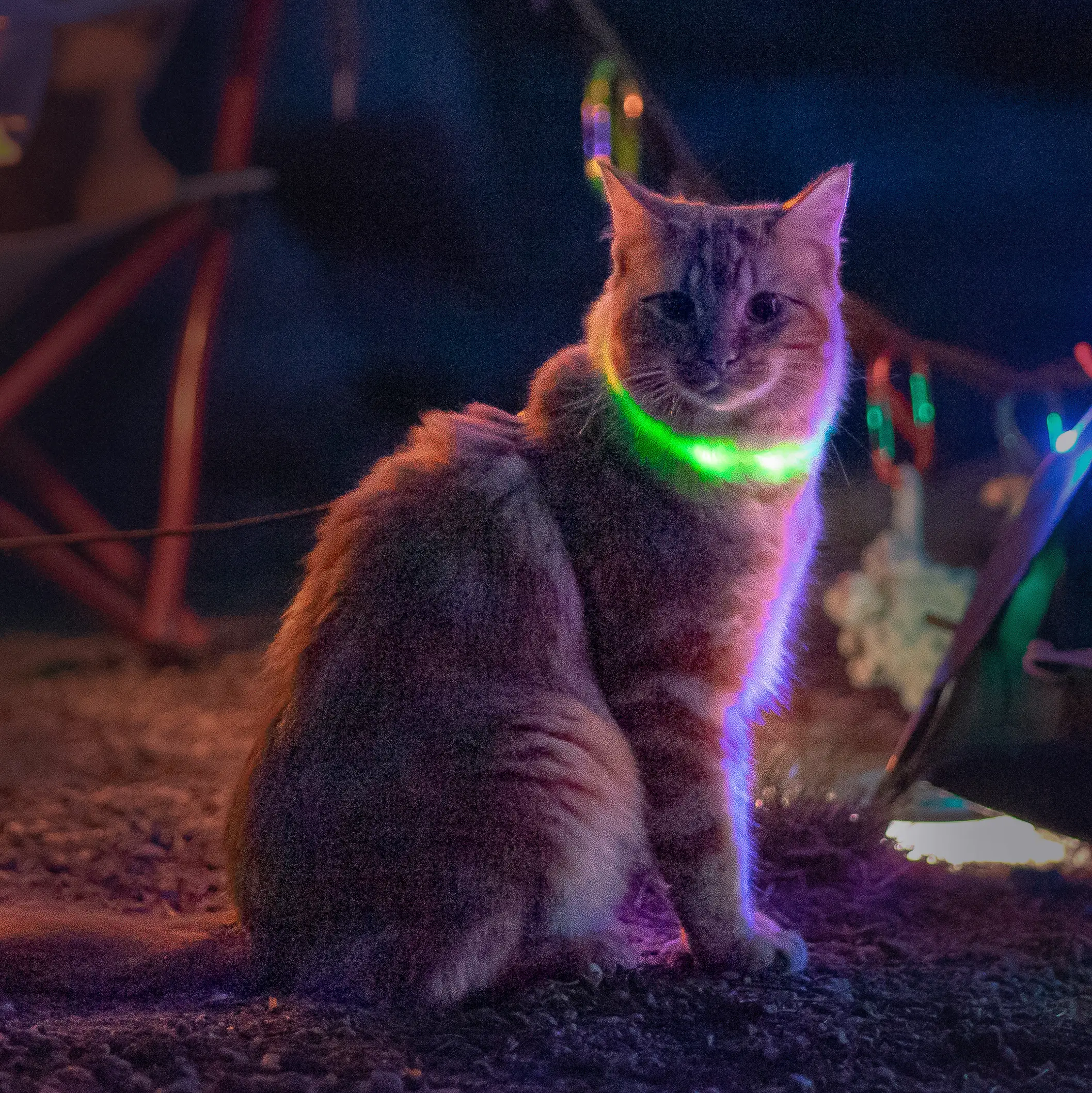 NiteMeow Rechargeable LED Cat Safety Necklace | Disco - Image 3