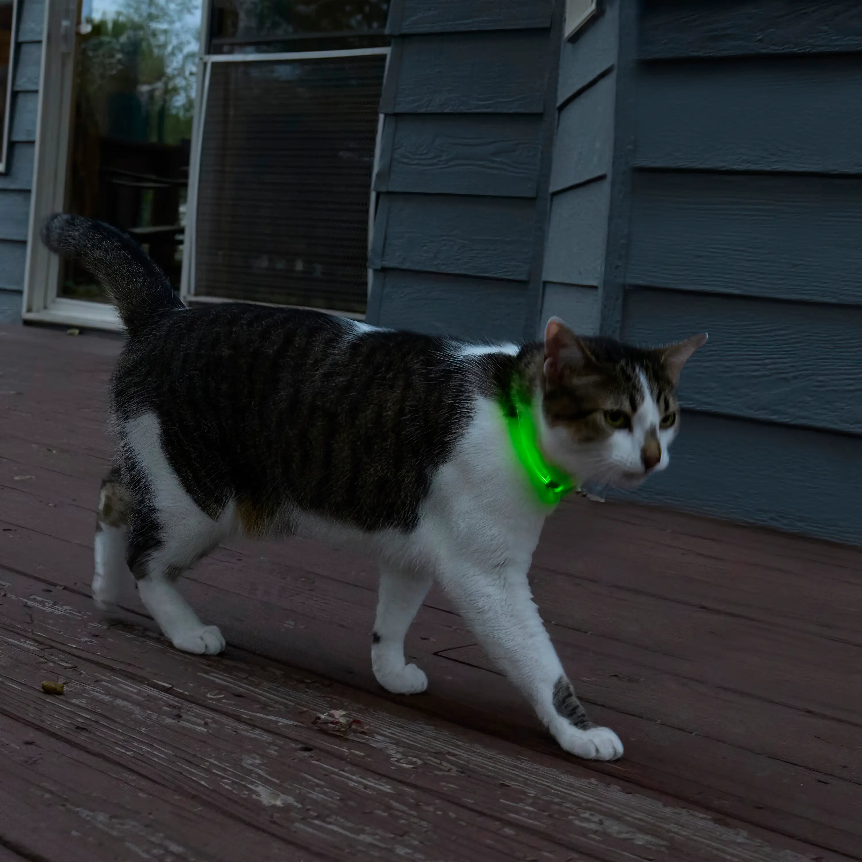NiteMeow Rechargeable LED Cat Safety Necklace | Disco - Image 4