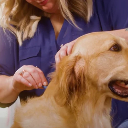 Flea & Tick Spot On Treatment For Large Dogs | Over 75 lbs - Image 2